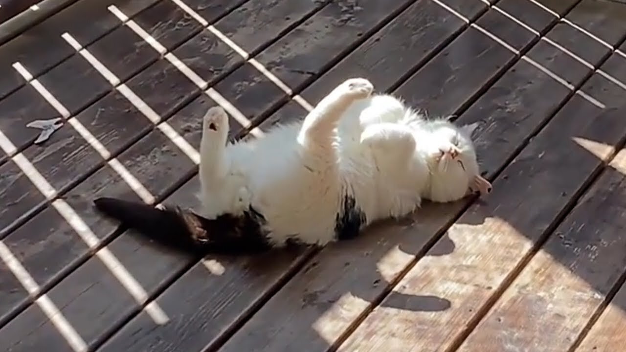 When Your Cat Masters the Art of Doing Nothing! 😹🐾Funny Cats Video 2025