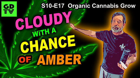 S10 E17 – Week 10 of Flower – When to Harvest Cannabis? Cloudy vs Amber Trichomes Explained