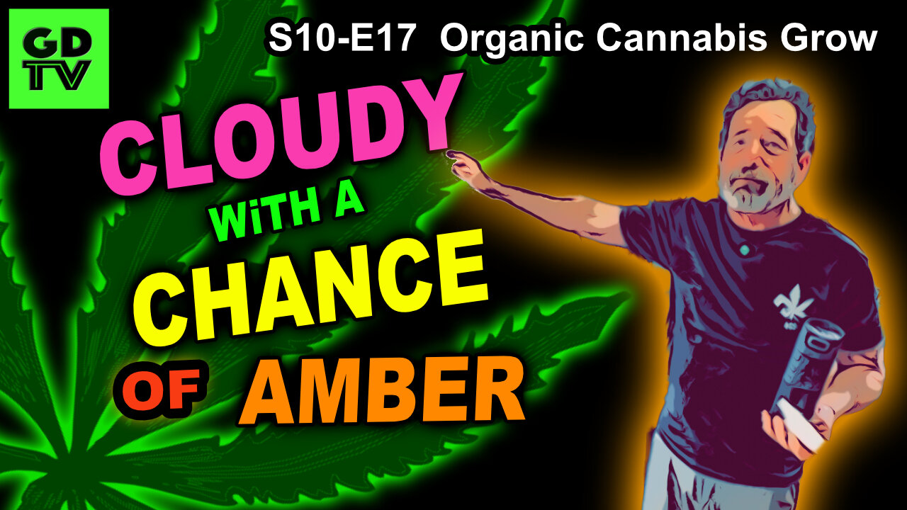 S10 E17 – Week 10 of Flower – When to Harvest Cannabis? Cloudy vs Amber Trichomes Explained