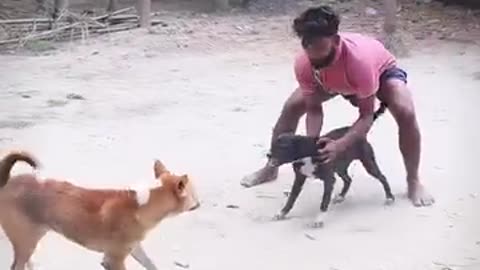 Dog 🐕 fighting WWF 😂🥰