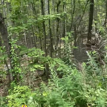 LOOKING FOR ABANDONED ZOO ENCLOSURES