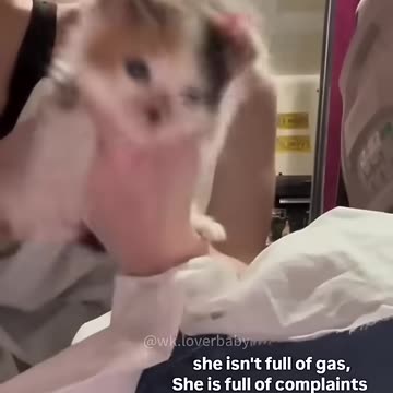 Funny Pets _ 2024😂 Funny Dogs And Funny Cats Videos 🐱 🐕 😄 (1)