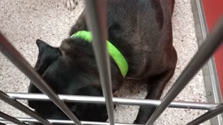 Fajita 2y A869199 Duke 1y A852557 kennel 5 pod 1 PACC shelter separate 1-on-1 with Fajita20251105480