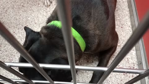 Fajita 2y A869199 Duke 1y A852557 kennel 5 pod 1 PACC shelter separate 1-on-1 with Fajita20251105480