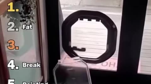 Ranking Best Dogs Doggy Door Moments
