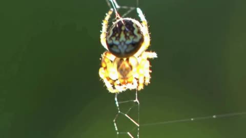 Ever seen a spider this adorable? 🕷️