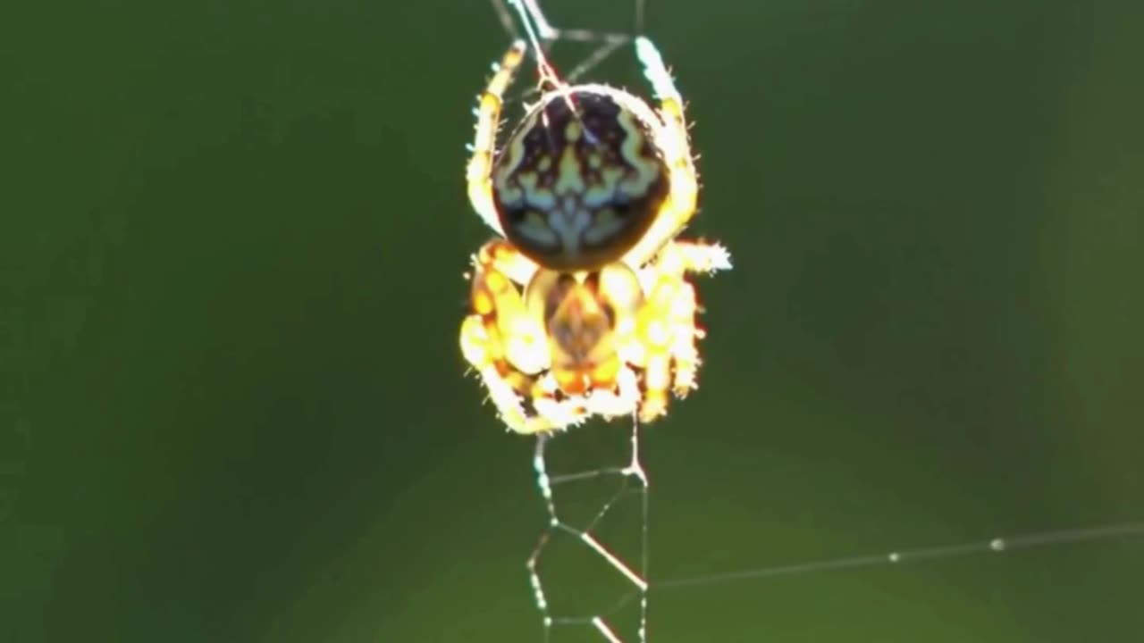 Ever seen a spider this adorable? 🕷️