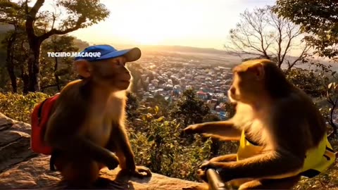 Monkey