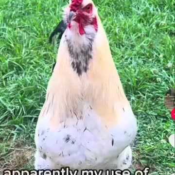 Chicken Happy Hour! Definition of FYI 😂🐔😂