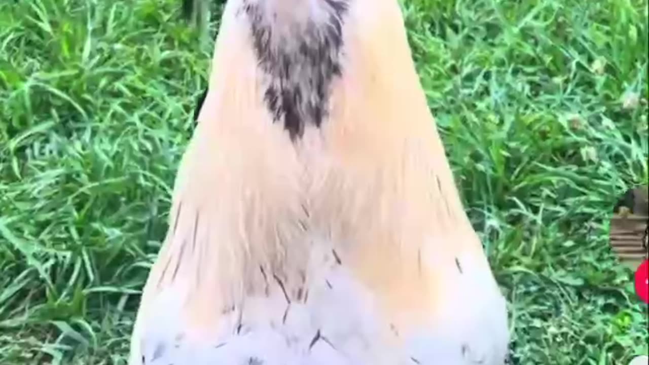 Chicken Happy Hour! Definition of FYI 😂🐔😂