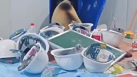 这俩熊还知道关门