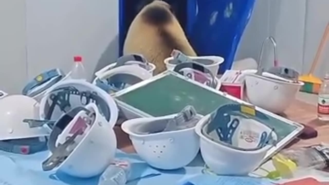 这俩熊还知道关门