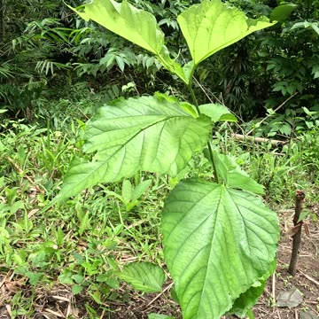 Mulberry Cuttings Growing Fast! | Expat Life on a Philippine Farm 🌱🇵🇭