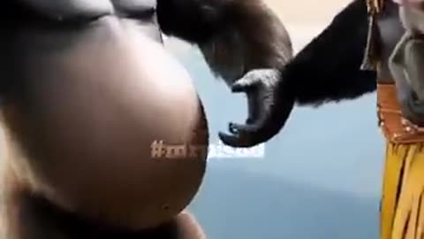 funny animal videos