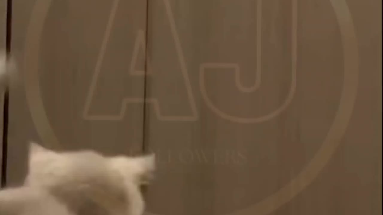 Funny video