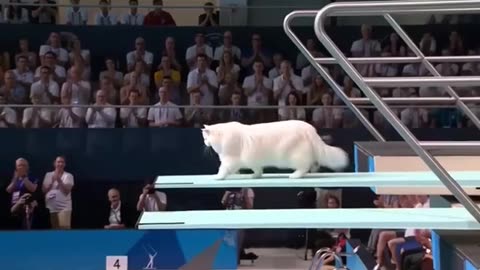 Cats at the Olympics?! 🐱🏊‍♂️🤣 Trampoline Jumps Gone Wrong!