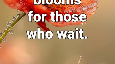 Keep going — beauty blooms for those who wait #snail #meditationaid #anxiety #motivation