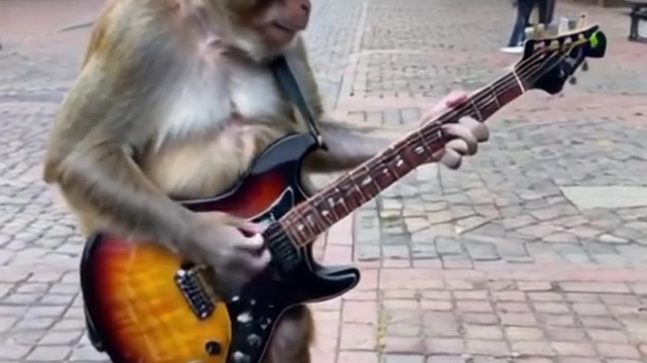 a paca apaca