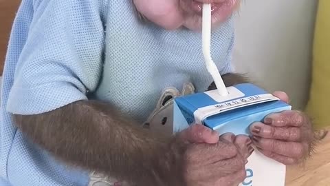 Lily finds papaya and she needs dad's help P3 #shorts #short #monkey