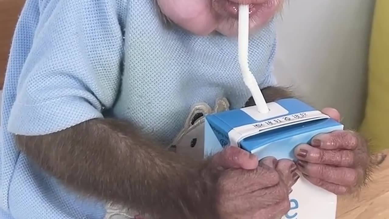 Lily finds papaya and she needs dad's help P3 #shorts #short #monkey