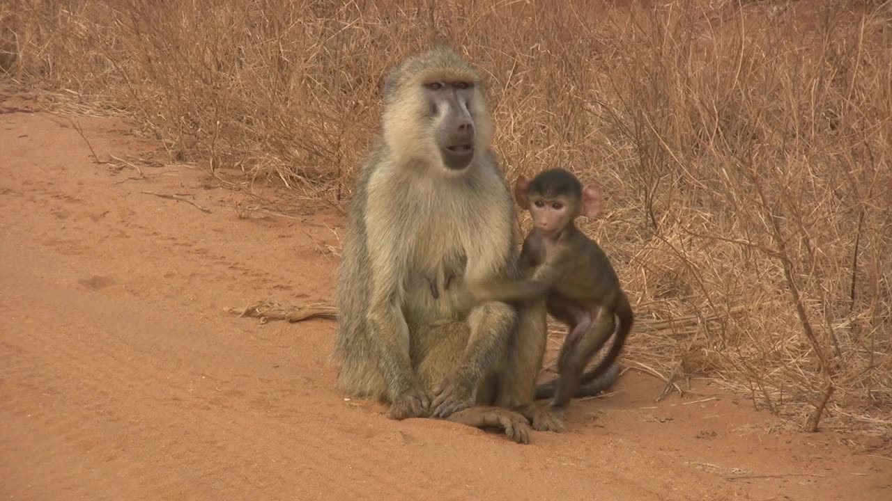 Monkey, Baboon, Ape.