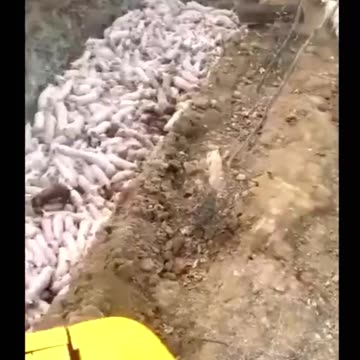 SZAVAK NÉLKÜL - igy védekeznek a száj és körömfájás ellen?