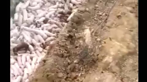 SZAVAK NÉLKÜL - igy védekeznek a száj és körömfájás ellen?