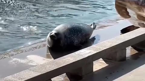 😂🐬 You Won't Believe What This Seal Did! | FunFM