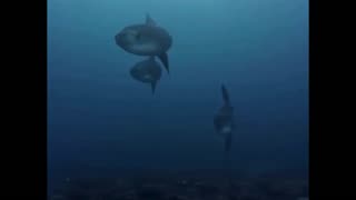 Moonfish!