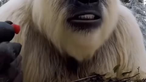 Yeti Brilliantly MOCKS The WEIRDEST Trend on the Internet (ASMR)