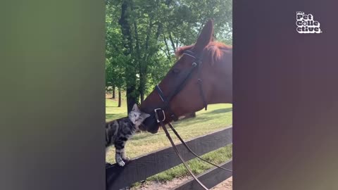 Best Compilation of Funniest Pet Videos