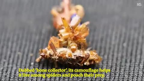 Bone Collector Caterpillar - wears insect body parts :0