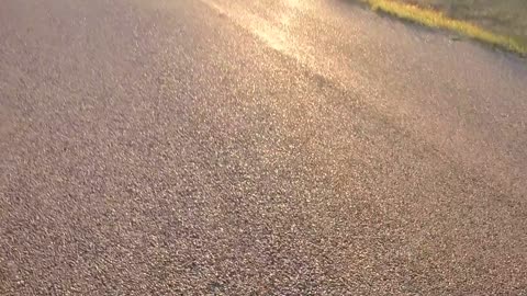 Walking dogs and checking out Fires