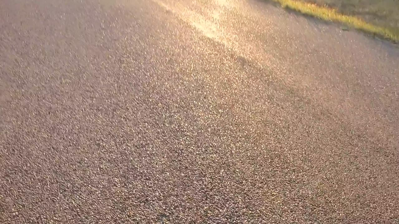 Walking dogs and checking out Fires