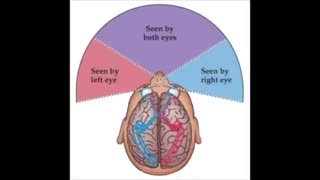 The Symbolic Species: Co-Evolution of Language and the Brain