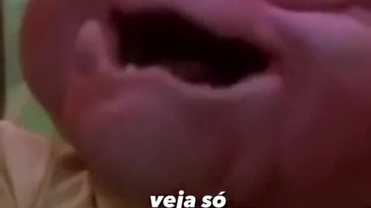 a familia dinossauros 7