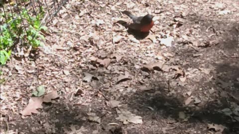 Robin eating.