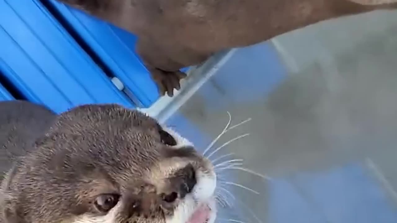 "🐾 Loving Owner Feeds Fish to Happy Otter! 🐟💖"