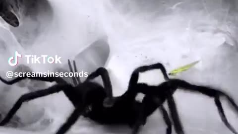 🕷️😨 Arachnophobes Beware! This is Terrifying | TheHauntingHour