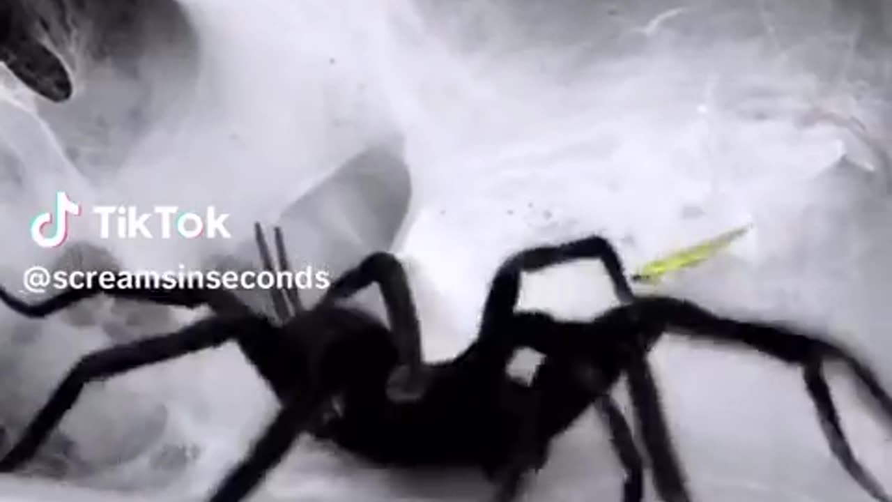 🕷️😨 Arachnophobes Beware! This is Terrifying | TheHauntingHour