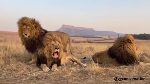 😂🐆 These Three Lion Brothers Are Too Close For Comfort! | FunFM