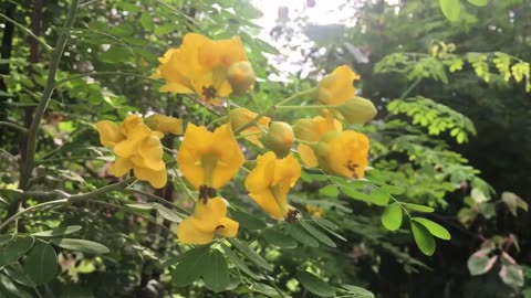 Wild flower swaying in the wind.