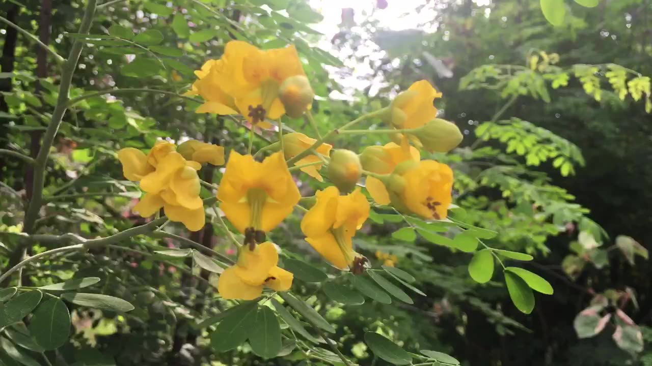 Wild flower swaying in the wind.