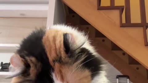 Is the cat trying to give me a perm？