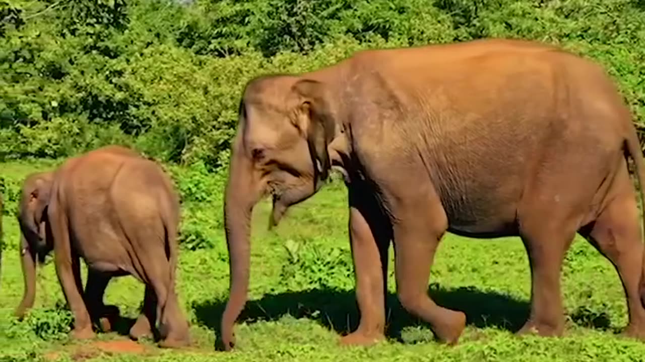 Sri Lanka - Wild Island 2