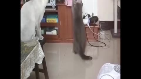 Best of Funny animals