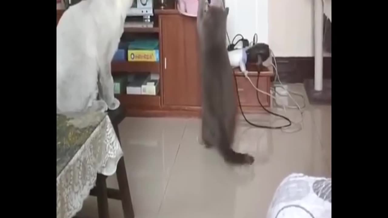 Best of Funny animals