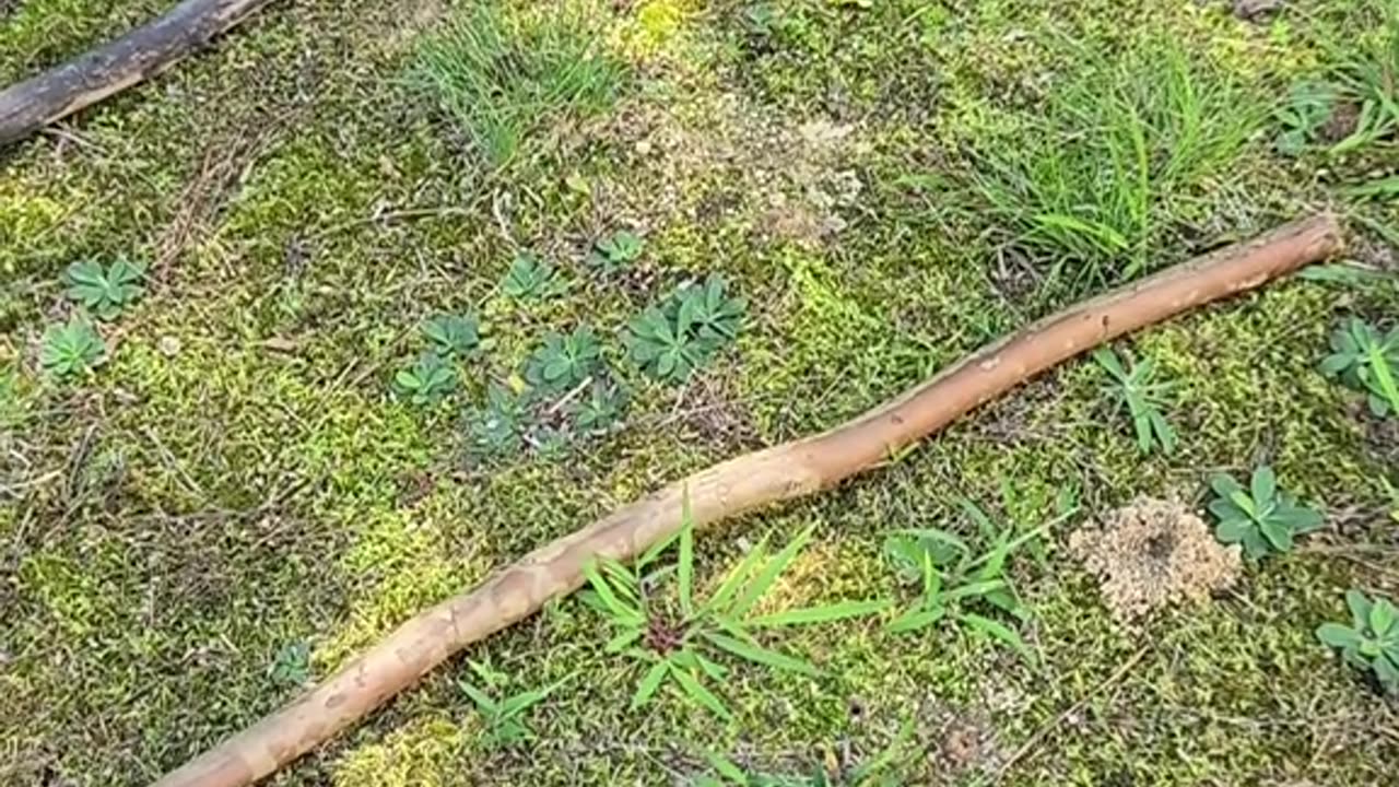 ENERGY DIRECTION Tools: Wands, Staves and Short Staves