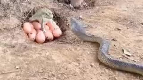 Funny 😂 video of 🐸 frogs