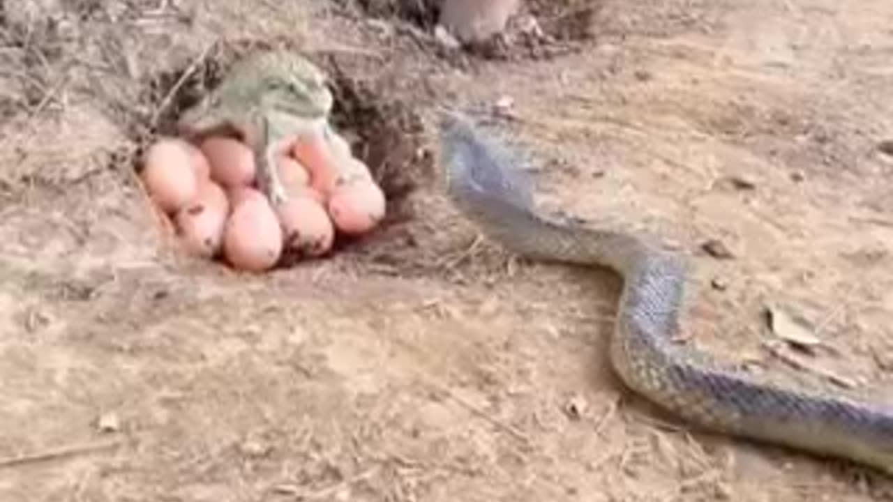 Funny 😂 video of 🐸 frogs